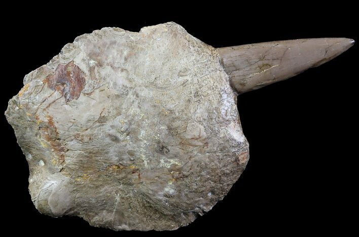 Xiphactinus Pre-Maxillary with Tooth - Smoky Hill Chalk, Kansas #64167